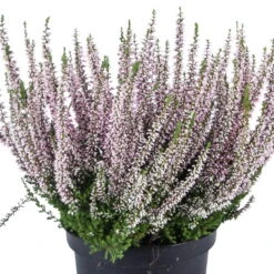 Knospenheide, Rosa, Topf-Ø 17 Cm, 3er-Set -Die grüne Ecke 0650100325 KB Calluna vulgaris T17 19 rosa Knospenblueher neu 45075