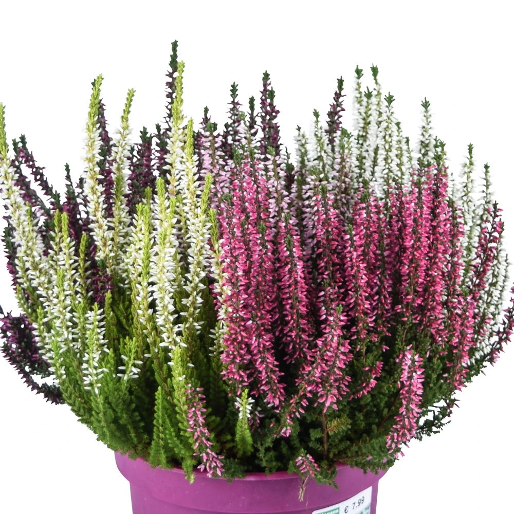 Knospenheide 'High Five®' Fünffarbig, Schalen-Ø 23 Cm – Bild 2