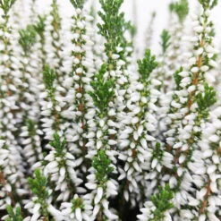 Knospenheide, Weiß, Topf-Ø 17 Cm, 3er-Set -Die grüne Ecke 0650100439 KB Calluna vulgaris T17 weiss Set 1 81492