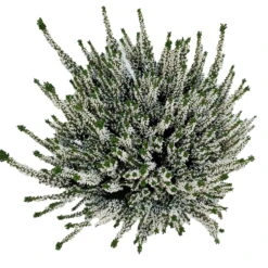 Knospenheide, Weiß, Topf-Ø 17 Cm, 3er-Set -Die grüne Ecke 0650100439 KB Calluna vulgaris T17 weiss Set 3 81490