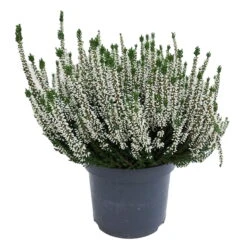 Knospenheide, Weiß, Topf-Ø 17 Cm, 3er-Set -Die grüne Ecke 0650100439 KB Calluna vulgaris T17 weiss Set 4 81488