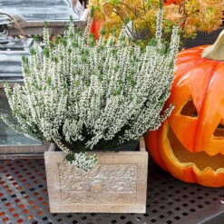 Knospenheide, Weiß, Topf-Ø 17 Cm, 3er-Set -Die grüne Ecke 0650100439 KB Calluna vulgaris T17 weiss Set 81486