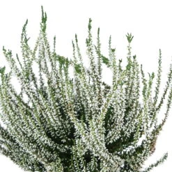 Knospenheide, Farbe Nach Verfügbarkeit, Topf-Ø 10,5/11 Cm, 8er-Set -Die grüne Ecke 0650100464 Calluna vulgaris Knospenblueher weiss 6er Set WS 95900