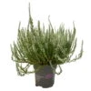 Knospenheide, Weiß, Topf-Ø 10,5/11 Cm, 8er-Set -Die grüne Ecke 0650100464 Calluna vulgaris Knospenblueher weiss 8er Set 2 112735