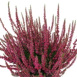 Knospenheide, Farbe Nach Verfügbarkeit, Topf-Ø 10,5/11 Cm, 8er-Set -Die grüne Ecke 0650100465 Calluna vulgaris Knospenblueher rot 6er Set WS 95901