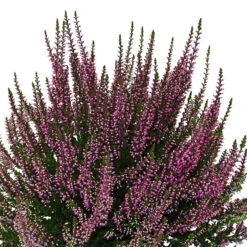 Knospenheide, Lila, Topf-Ø 10,5/11 Cm, 8er-Set -Die grüne Ecke 0650100467 Calluna vulgaris Knospenblueher lila 6er Set WS 95903 1