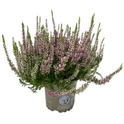Knospenheide, Lila, Topf-Ø 10,5/11 Cm, 8er-Set -Die grüne Ecke 0650100467 Calluna vulgaris Knospenblueher lila 8er Set 1 112742