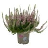 Knospenheide, Lila, Topf-Ø 10,5/11 Cm, 8er-Set -Die grüne Ecke 0650100467 Calluna vulgaris Knospenblueher lila 8er Set 2 112741