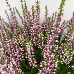 Knospenheide, Lila, Topf-Ø 10,5/11 Cm, 8er-Set -Die grüne Ecke 0650100467 Calluna vulgaris Knospenblueher lila 8er Set 5 112659