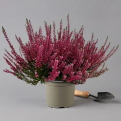 Knospenheide, Rot, Topf-Ø 17 Cm, 3er-Set -Die grüne Ecke 0650100497 Calluna vulgaris T17 rot Knospenblueher 3erSet 2 126018