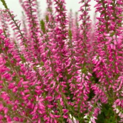 Knospenheide, Rot, Topf-Ø 17 Cm, 3er-Set -Die grüne Ecke 0650100497 Calluna vulgaris T17 rot Knospenblueher 3erSet 4 125771