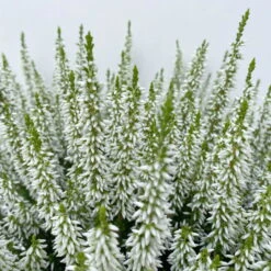 Knospenheide, Weiß, Topf-Ø 17 Cm, 3er-Set -Die grüne Ecke 0650100498 Calluna vulgaris T17 weiss knospenblueher 3erSet 2 125774