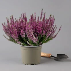 Knospenheide, Lila, Topf-Ø 17 Cm, 3er-Set -Die grüne Ecke 0650100499 Calluna vulgaris T17 lila Knospenblueher 3erSet 2 126022