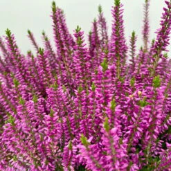 Knospenheide, Lila, Topf-Ø 17 Cm, 3er-Set -Die grüne Ecke 0650100499 Calluna vulgaris T17 lila Knospenblueher 3erSet 2 125777