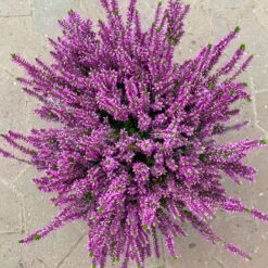 Knospenheide, Lila, Topf-Ø 17 Cm, 3er-Set -Die grüne Ecke 0650100499 Calluna vulgaris T17 lila Knospenblueher 3erSet 3 125776