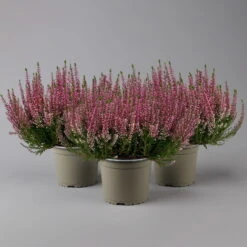 Knospenheide, Rosa, Topf-Ø 17 Cm, 3er-Set