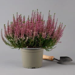 Knospenheide, Rosa, Topf-Ø 17 Cm, 3er-Set -Die grüne Ecke 0650100500 Calluna vulgaris T17 rosa Knospenblueher 3erSet 2 126024