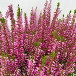 Knospenheide, Rosa, Topf-Ø 17 Cm, 3er-Set -Die grüne Ecke 0650100500 Calluna vulgaris T17 rosa Knospenblueher 3erSet 3 125779