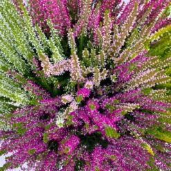 Knospenheide 'High Five®' Fünffarbig, Schalen-Ø 23 Cm