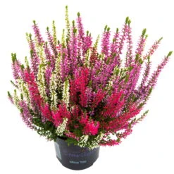 Knopsenheide 'Starlight® Milca-Trio', Lila-rot-weiß, Topf-Ø 11 Cm, 6er-Set -Die grüne Ecke 0650200157 Calluna Milca weiss T11er Starlight Trio Milca weiss einzel 79834