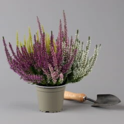 Knospenheide 'High Five®' Fünffarbig, Topf-Ø 13 Cm, 3er-Set -Die grüne Ecke 0650200205 Calluna High Five T13 5 Farben im Topf 3er Set 2 126000