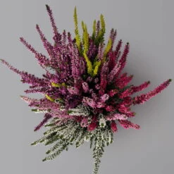 Knospenheide 'High Five®' Fünffarbig, Topf-Ø 13 Cm, 3er-Set -Die grüne Ecke 0650200205 Calluna High Five T13 5 Farben im Topf 3er Set 3 126001