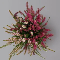 Knospenheide 'Trio' Bunt, Mix Nach Verfügbarkeit, Topf-Ø 10,5/11 Cm, 6er-Set -Die grüne Ecke 0650200211 0650200212 Calluna Beauty Ladies Trio T11 Wildberry Wonder 6erSet 3 125920