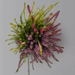 Knospenheide 'Trio' Bunt, Mix Nach Verfügbarkeit, Topf-Ø 10,5/11 Cm, 6er-Set -Die grüne Ecke 0650200212 0650200220 Calluna vulgaris Milca Trio T11 rotlilaweiss 6erSet 1 125924