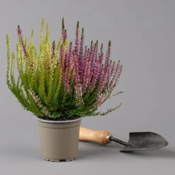 Knospenheide 'Trio' Bunt, Mix Nach Verfügbarkeit, Topf-Ø 10,5/11 Cm, 6er-Set -Die grüne Ecke 0650200212 0650200220 Calluna vulgaris Milca Trio T11 rotlilaweiss 6erSet 3 125922