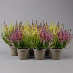 Knospenheide 'Trio' Bunt, Mix Nach Verfügbarkeit, Topf-Ø 10,5/11 Cm, 6er-Set -Die grüne Ecke 0650200212 0650200220 Calluna vulgaris Milca Trio T11 rotlilaweiss 6erSet 4 125921
