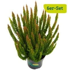 Besenheide SKYLINE® 'Stockholm', Grün, Topf-Ø 11 Cm, 6er-Set 7 Besenheide SKYLINE® 'Stockholm', Grün, Topf-Ø 11 Cm, 6er-Set -Die grüne Ecke 0650300023 Calluna Stockhlm T11er Skyline Stockholm einzel 1 79963