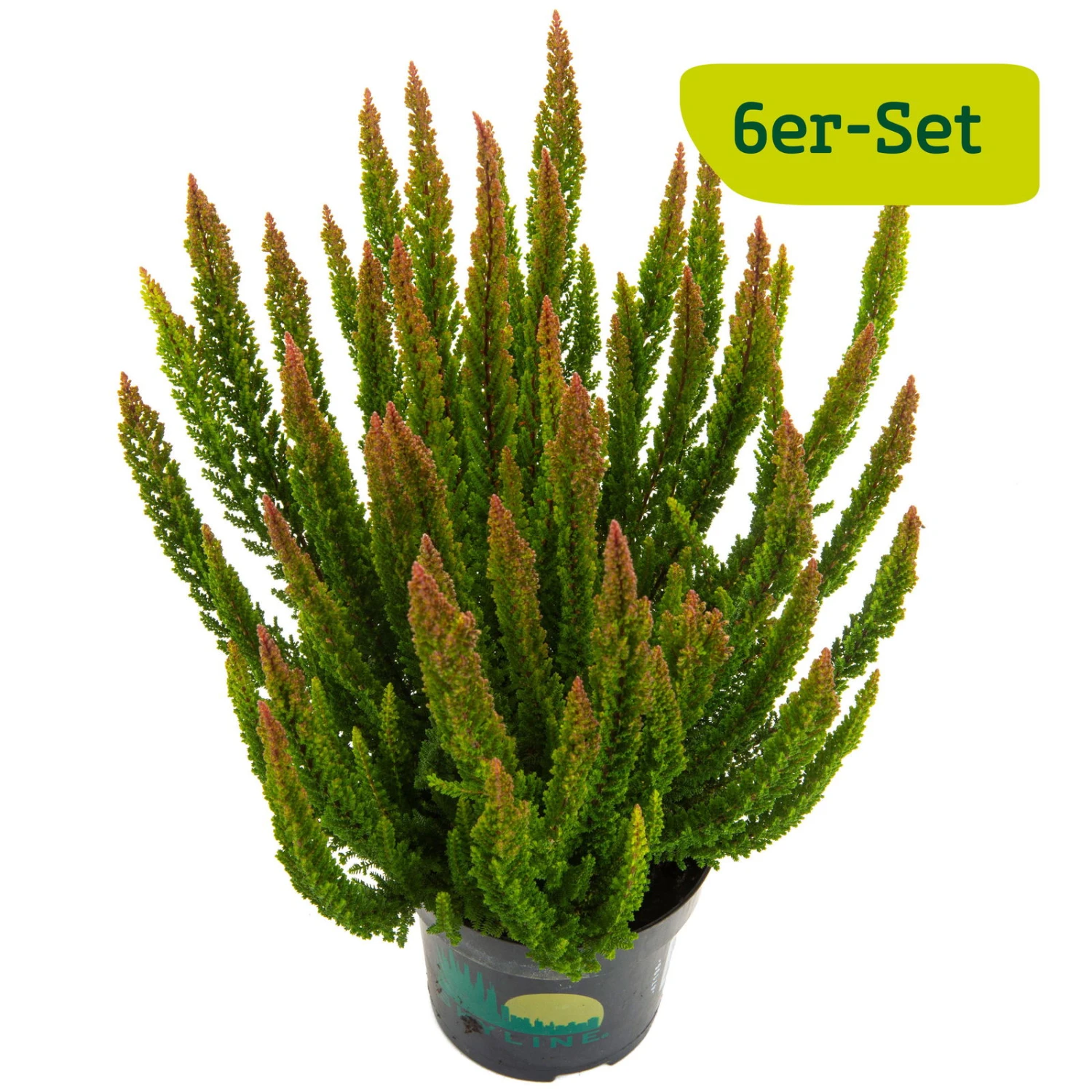 Besenheide SKYLINE® 'Stockholm', Grün, Topf-Ø 11 Cm, 6er-Set 4 Besenheide SKYLINE® 'Stockholm', Grün, Topf-Ø 11 Cm, 6er-Set – Bild 2