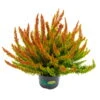 Besenheide SKYLINE®, Rot-orange, Sorte Variiert, Topf-Ø 11 Cm, 6er-Set -Die grüne Ecke 0650300024 Calluna Skyline T11er Skyline Dallas einzel 79847