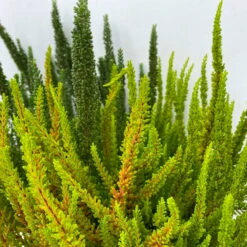 Besenheide SKYLINE® 'Trio' Mix Variiert, Topf-Ø 17 Cm, 2er-Set -Die grüne Ecke 0650300070 Calluna Skyline Trio T17 2erSet 2 125784