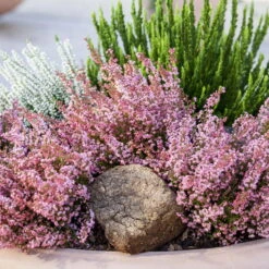 Glockenheide Rosa/rot, Farbe Nach Verfügbarkeit, Topf-Ø 11cm, 6er-Set -Die grüne Ecke 0651100048 Erica gracilis rosarot 6er Set 1 96915