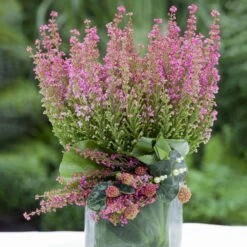 Glockenheide Rosa/rot, Farbe Nach Verfügbarkeit, Topf-Ø 11cm, 6er-Set -Die grüne Ecke 0651100048 Erica gracilis rosarot 6er Set 2 1 96914