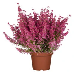 Glockenheide Rosa/rot, Farbe Nach Verfügbarkeit, Topf-Ø 11cm, 6er-Set -Die grüne Ecke 0651100048 Erica gracilis rosarot 6er Set 4 96913