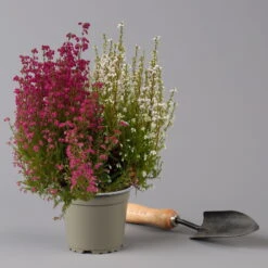 Glockenheide 'Duo', Rot-weiß, Topf-Ø 12cm, 6er-Set -Die grüne Ecke 0651100060 Erica gracilis Duo T11 12 rot weiss 6er Set 2 125928