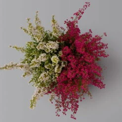 Glockenheide 'Duo', Rot-weiß, Topf-Ø 12cm, 6er-Set -Die grüne Ecke 0651100060 Erica gracilis Duo T11 12 rot weiss 6er Set 3 125929