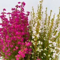 Glockenheide 'Duo', Rot-weiß, Topf-Ø 12cm, 6er-Set -Die grüne Ecke 0651100060 Erica gracilis Duo T11 12 rot weiss 6er Set 4 125791