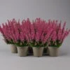 Glockenheide 'Beauty Queens®' Rosa-rot, Farbe Variiert, Topf-Ø 12 Cm, 6er-Set -Die grüne Ecke 0651100062 Erica gracilis Beauty Queen T12 rosa rot 6erSet 1 125933