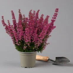 Glockenheide 'Beauty Queens®' Rosa-rot, Farbe Variiert, Topf-Ø 12 Cm, 6er-Set -Die grüne Ecke 0651100062 Erica gracilis Beauty Queen T12 rosa rot 6erSet 2 125934