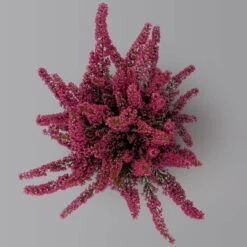 Glockenheide 'Beauty Queens®' Rosa-rot, Farbe Variiert, Topf-Ø 12 Cm, 6er-Set -Die grüne Ecke 0651100062 Erica gracilis Beauty Queen T12 rosa rot 6erSet 3 125935