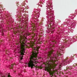 Glockenheide 'Beauty Queens®' Rosa-rot, Farbe Variiert, Topf-Ø 12 Cm, 6er-Set -Die grüne Ecke 0651100062 Erica gracilis Beauty Queen T12 rosa rot 6erSet 2 125796