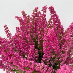 Glockenheide 'Beauty Queens®' Rosa-rot, Farbe Variiert, Topf-Ø 12 Cm, 6er-Set -Die grüne Ecke 0651100062 Erica gracilis Beauty Queen T12 rosa rot 6erSet 3 125797