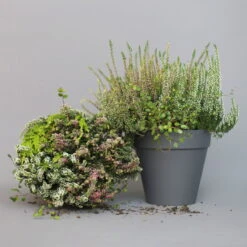 Heidepflanzen Mix, Farbe Variiert, Topf-Ø 15 Cm, 2er-Set -Die grüne Ecke 0651200005 Heide Mix T15 H30 10 97299