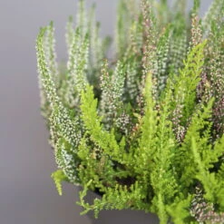 Heidepflanzen Mix, Farbe Variiert, Topf-Ø 15 Cm, 2er-Set -Die grüne Ecke 0651200005 Heide Mix T15 H30 14 97297