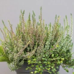 Heidepflanzen Mix, Farbe Variiert, Topf-Ø 15 Cm, 2er-Set -Die grüne Ecke 0651200005 Heide Mix T15 H30 2 97296