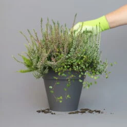 Heidepflanzen Mix, Farbe Variiert, Topf-Ø 15 Cm, 2er-Set -Die grüne Ecke 0651200005 Heide Mix T15 H30 3 97295