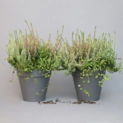 Heidepflanzen Mix, Farbe Variiert, Topf-Ø 15 Cm, 2er-Set -Die grüne Ecke 0651200005 Heide Mix T15 H30 6 97298